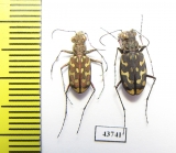 Lophyra sp., pair  Tunis - INSECTS-STORE.RU