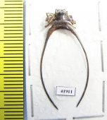Arachnida sp.  Malaysia - INSECTS-STORE.RU