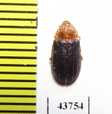 Melyridae, Melyris oblonga  Tunis - INSECTS-STORE.RU