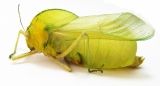 Bullacris sp.2  South Africa Rep. 50mm - INSECTS-STORE.RU