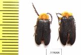 Lycidae sp.  Philippines - INSECTS-STORE.RU