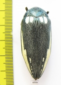 Sternocera orissa ssp., male  South Africa Rep. 44mm - INSECTS-STORE.RU