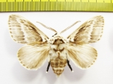 Lasiocampidae sp.  Argentina - INSECTS-STORE.RU