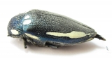 Sternocera orissa ssp., male  South Africa Rep. 44mm - INSECTS-STORE.RU