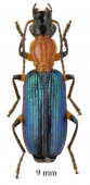 Calleida sp. South Africa Rep. 9mm - INSECTS-STORE.RU