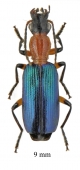Calleida sp. South Africa Rep. 9mm - INSECTS-STORE.RU
