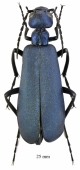 Cyaneolytta sp.  South Africa Rep. 25mm - INSECTS-STORE.RU