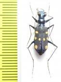 Thopeutica sp.  Indonesia, Sulawesi - INSECTS-STORE.RU