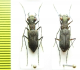 Odontocheila sp., pair  Peru - INSECTS-STORE.RU