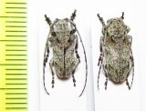 Cnemolia marmorata, pair  Cameroon - INSECTS-STORE.RU