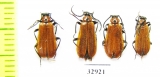 Schizotus pectinicornis, pair  Russia, Tver reg. - INSECTS-STORE.RU