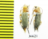 Oedemeridae sp.  Iran, Mazandaran prov. - INSECTS-STORE.RU