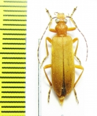 Oedemeridae sp.  Bolivia - INSECTS-STORE.RU