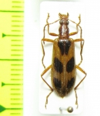 Oedemeridae sp.  China, Shaanxi prov. - INSECTS-STORE.RU
