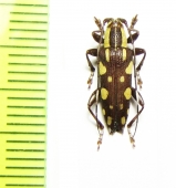 Mimoplocia notata  Philippines - INSECTS-STORE.RU