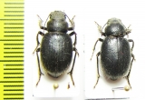 Idiesa fischeri, pair  Uzbekistan - INSECTS-STORE.RU