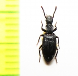 Stenosis sulcicollis  Uzbekistan - INSECTS-STORE.RU