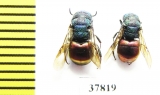Chrysididae sp.  Russia, Tver reg. - INSECTS-STORE.RU