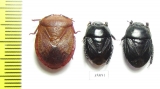 Hemiptera sp.  Tanzania - INSECTS-STORE.RU
