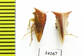 Membracidae sp.  Ecuador - INSECTS-STORE.RU