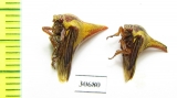Membracidae sp.  USA - INSECTS-STORE.RU