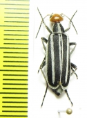 Epicauta sp.  Oman - INSECTS-STORE.RU