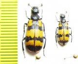 Hycleus ornatus  Israel - INSECTS-STORE.RU
