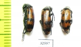 Hycleus scabiosae  Turkey - INSECTS-STORE.RU