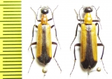 Lydomorphus angusticollis suturellus  Iran - INSECTS-STORE.RU