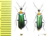 Lydomorphus bifoveiceps, pair  Namibia - INSECTS-STORE.RU