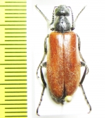 Lydus sp.  Iran, Bakhtiari prov. - INSECTS-STORE.RU