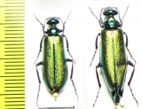 Lytta caraganae, pair  Russia, Tuva reg. - INSECTS-STORE.RU