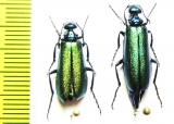 Lytta caraganae, pair  Russia, Tuva reg. - INSECTS-STORE.RU