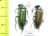 Lytta caraganae  Russia, Tuva reg. - INSECTS-STORE.RU