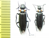 Lytta grumi  Tajikistan - INSECTS-STORE.RU