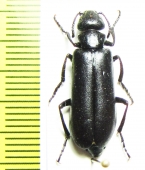 Lytta luteovittata tristis  Uzbekistan - INSECTS-STORE.RU
