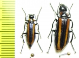 Lytta luteovittata, pair  Uzbekistan - INSECTS-STORE.RU