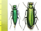 Lytta medvedevi, pair  Tajikistan - INSECTS-STORE.RU