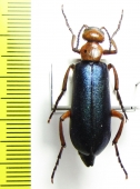 Muzimes sp.  Turkey, Mersin prov. - INSECTS-STORE.RU