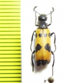 Mylabris ? parumpicta  Israel - INSECTS-STORE.RU