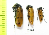 Mylabris crocata  Russia, Astrakhan reg. - INSECTS-STORE.RU