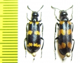 Mylabris koenigi  Kazakhstan - INSECTS-STORE.RU
