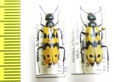 Mylabris mongolica  Mongolia - INSECTS-STORE.RU