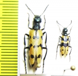 Mylabris mongolica  Mongolia - INSECTS-STORE.RU