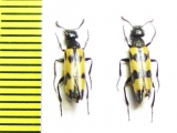 Mylabris pusilla  Russia, Volgograd reg. - INSECTS-STORE.RU