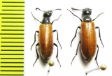 Mylabris sp.  Azerbaijan - INSECTS-STORE.RU
