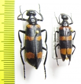 Mylabris syriaca  Turkey, Tunceli prov. - INSECTS-STORE.RU