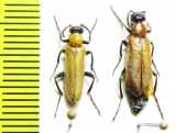 Oenas crassicornis  Bulgaria - INSECTS-STORE.RU