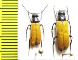 Zonitis sp.  Turkey, Antalya prov. - INSECTS-STORE.RU