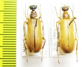 Zonitoshema sp.  Malaysia - INSECTS-STORE.RU